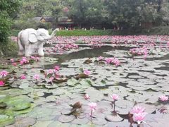-西双版纳原始森林公园