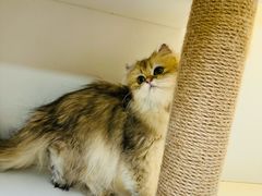 -十月米努特矮脚猫舍
