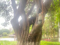 -映月湖公园