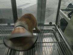 -1013 PET SHOP 宠物商店(近铁城市广场店)