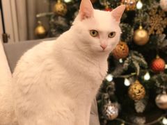 -爱妮康宠物医院·干细胞免疫细胞·肿瘤·心脏(张江店)