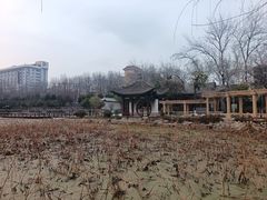 -莲湖公园