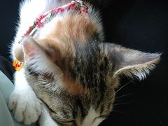 -爱诺动物医院(崂山店)