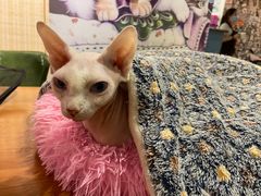 -猫小院猫主题餐厅(三里屯店)