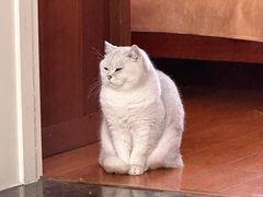 -老吴的猫·猫舍(新区店)