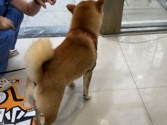 -佳雯宠物医院·皮肤科·内外科(春晓路分院)