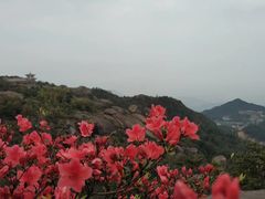 漫山的杜鹃开了-玉苍山国家森林公园