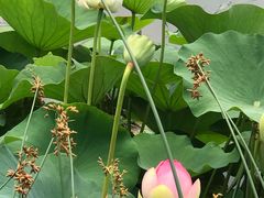 -墨尔本皇家植物园