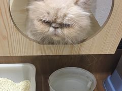 -猫色咖啡·猫咖