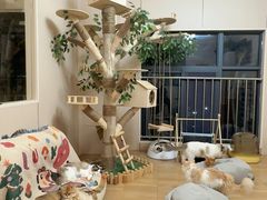 -唐小姐の私宠·宠物洗护美容·撸猫馆·购宠(周浦万达旗舰店)