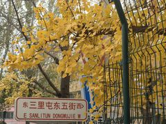 -三里屯东五街银杏大道