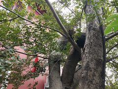 -长春观
