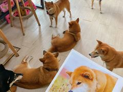 -柴犬高等学院·狗咖·柴犬售卖·宠物训练