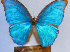 -上海昆虫博物馆