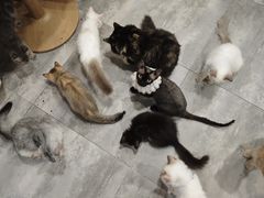 -楼上猫咖(罗湖店)
