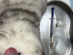 -乐琪宠物医院·犬猫专科·骨外科·急重症
