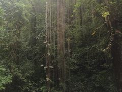 -莫里热带雨林景区