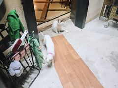 -猫色咖啡·猫咖