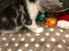 -翊宠yipet猫狗购宠庄园犬舍•猫舍