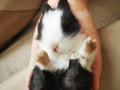 -雨林宠物医院 非犬猫异宠专科