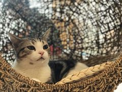 -飞行喵MR PILOT|猫舍·猫咖(静安大融城店)