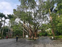 -金花茶公园