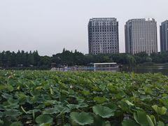-南翔镇银翔湖公园