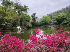 -野象谷景区