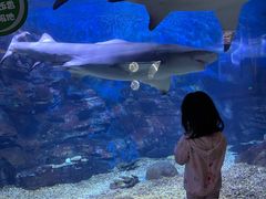 -烟台海昌鲸鲨海洋公园