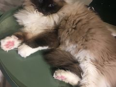 -猫儿山۰猫主题餐厅