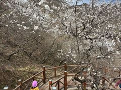 -大岭沟猕猴桃谷风景区