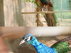 -前小桔亲子创意农场·草莓采摘·露营烧烤