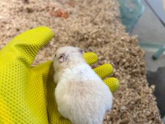 -怪兽屋·羊驼·猫咖·狗咖(俊华广场店)