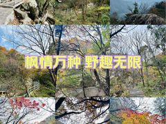 -王顺山国家森林公园