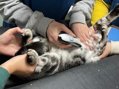 -乐派堂宠物医院·猫友好· 心脏科(东街店)