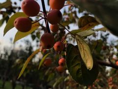 -北京园博大酒店