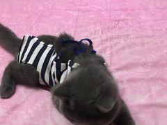-纳吉亚猫专科动物诊疗中心(蒋宅口分院)