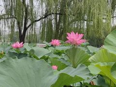 -莲花池公园