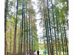 -东平国家森林公园