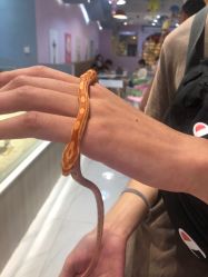 -Moni星球萌宠·小马宝莉·灵蛇·高端高阶全萌宠互动体验俱乐部(红豆国际广场店)
