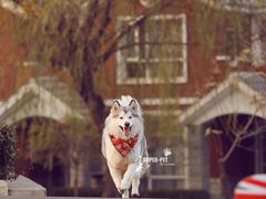 -超宠爱宠物摄影-Super pet