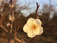 -梅花山(明孝陵内)