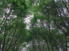 -番禺大夫山森林公园