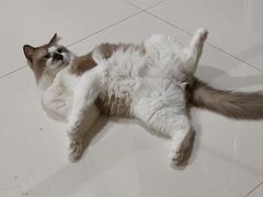 -龙湖重庆时代天街