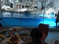 -帝企鹅自助餐厅•儿童岛•真企鹅(长隆企鹅酒店)