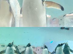 -正佳极地海洋世界