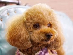 -百好乐宠物友好餐厅(朝外大街店)