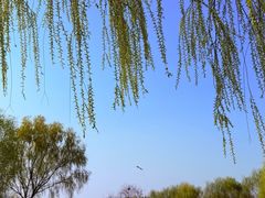 -合肥滨湖国家森林公园