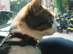 -瑞鹏宠物医院·夜间急症·心超·猫科(祖庙分店)