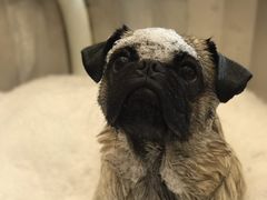 -PETKIT小佩宠物(古北店)